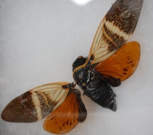 Image of Framed Sunburst Cicada