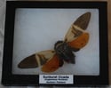 Framed Sunburst Cicada