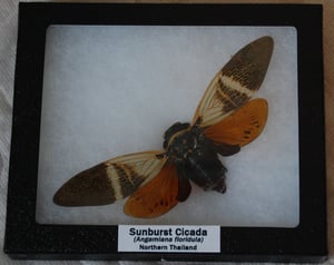 Image of Framed Sunburst Cicada
