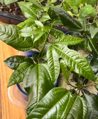 Image 3 of Purple passionfruit starter plant