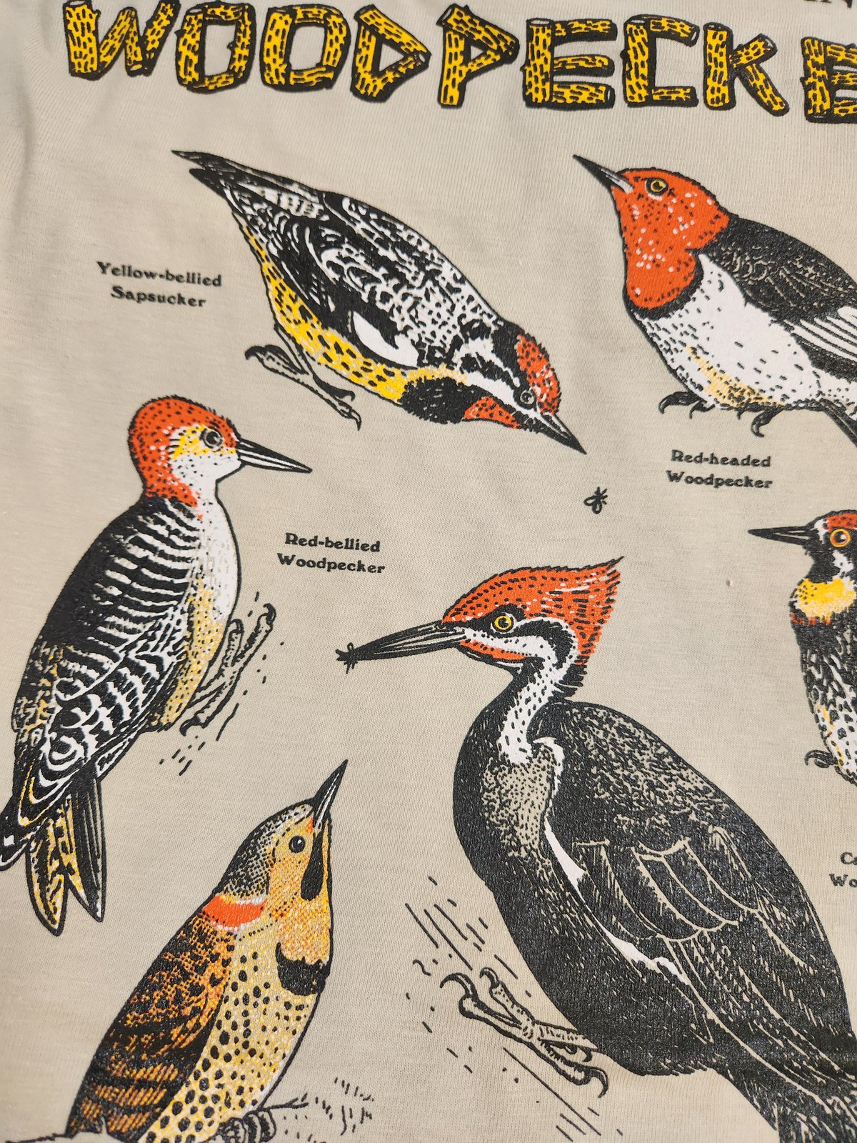 Image of Common American Woodpeckers 