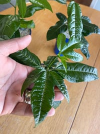 Image 1 of Purple passionfruit starter plant