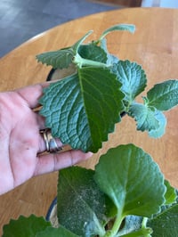 Image 4 of Broadleaf thyme/ Thick leaf thyme /Cuban thyme plant 
