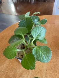 Image 1 of Broadleaf thyme/ Thick leaf thyme /Cuban thyme plant 