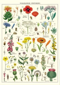 Cavallini & Co. Wildflowers Poster, Archival Paper, Matte