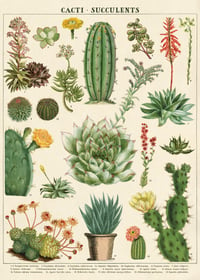 Cavallini & Co. Cacti & Succulents Poster, Archival Paper, Matte