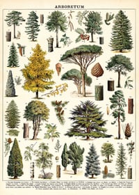 Cavallini & Co. Arboretum Poster, Archival Paper, Matte
