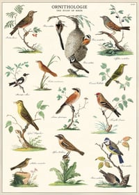 Cavallini & Co. Ornithology Poster, Archival Paper, Matte