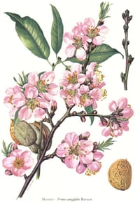 Image 3 of Almond Honey Milk XV [ver.02]