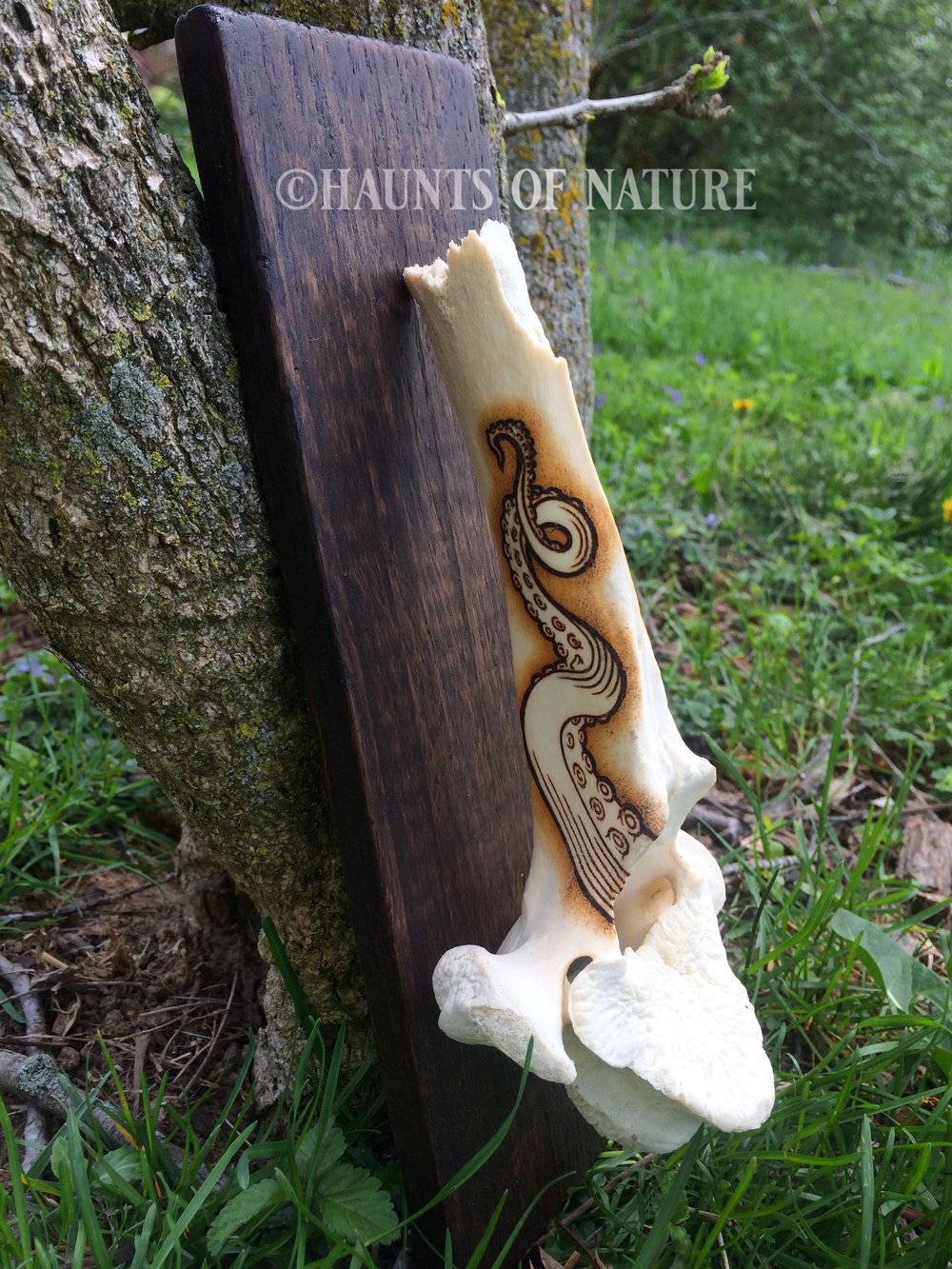 Pyrography Cow Vertebrae with Tentacles