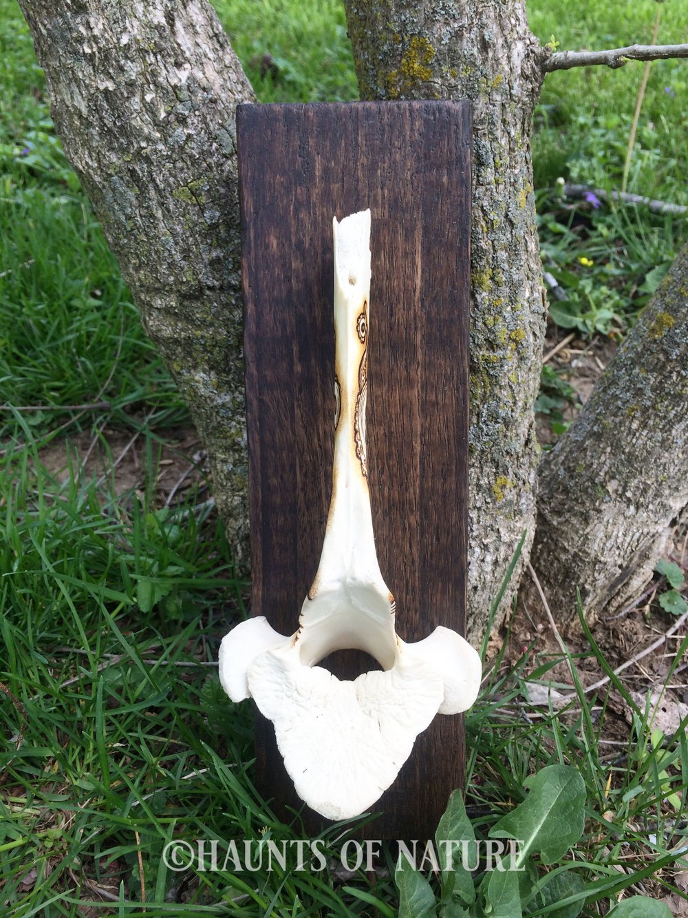 Pyrography Cow Vertebrae with Tentacles