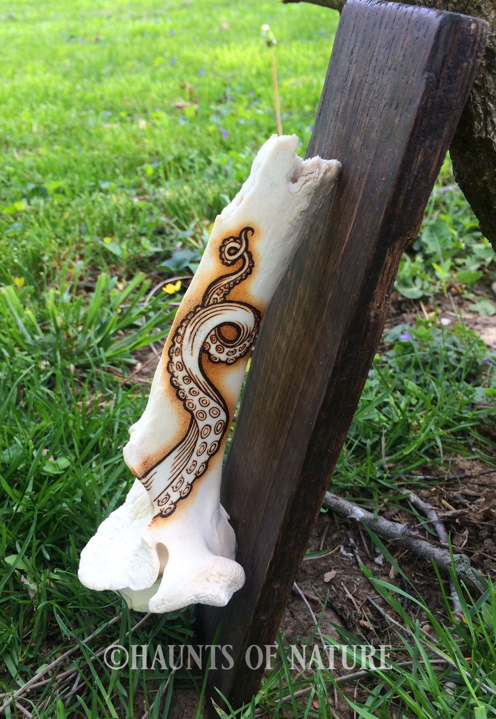 Pyrography Cow Vertebrae with Tentacles