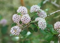 Image 1 of Buckbrush: Ceanothus cuneatus