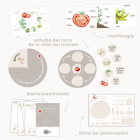 Image 2 of CICLE VIDA TOMÀQUET / CICLO VIDA TOMATE