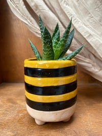 Image 3 of Lace Aloe in Cute Bumble Bee