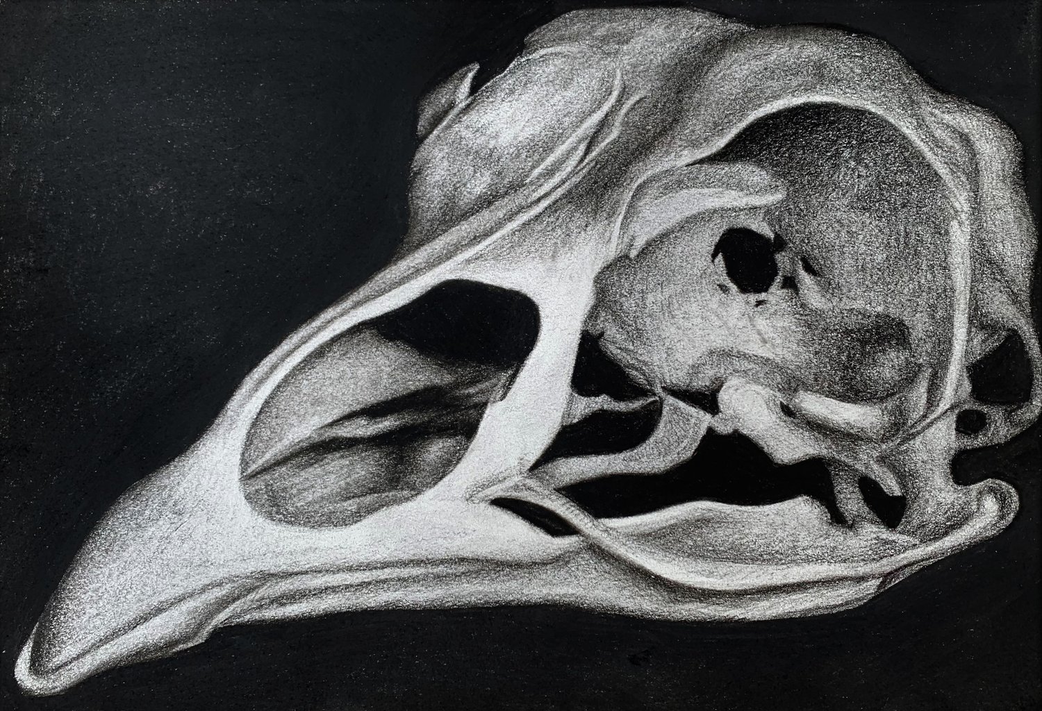 Raven Skull Print 