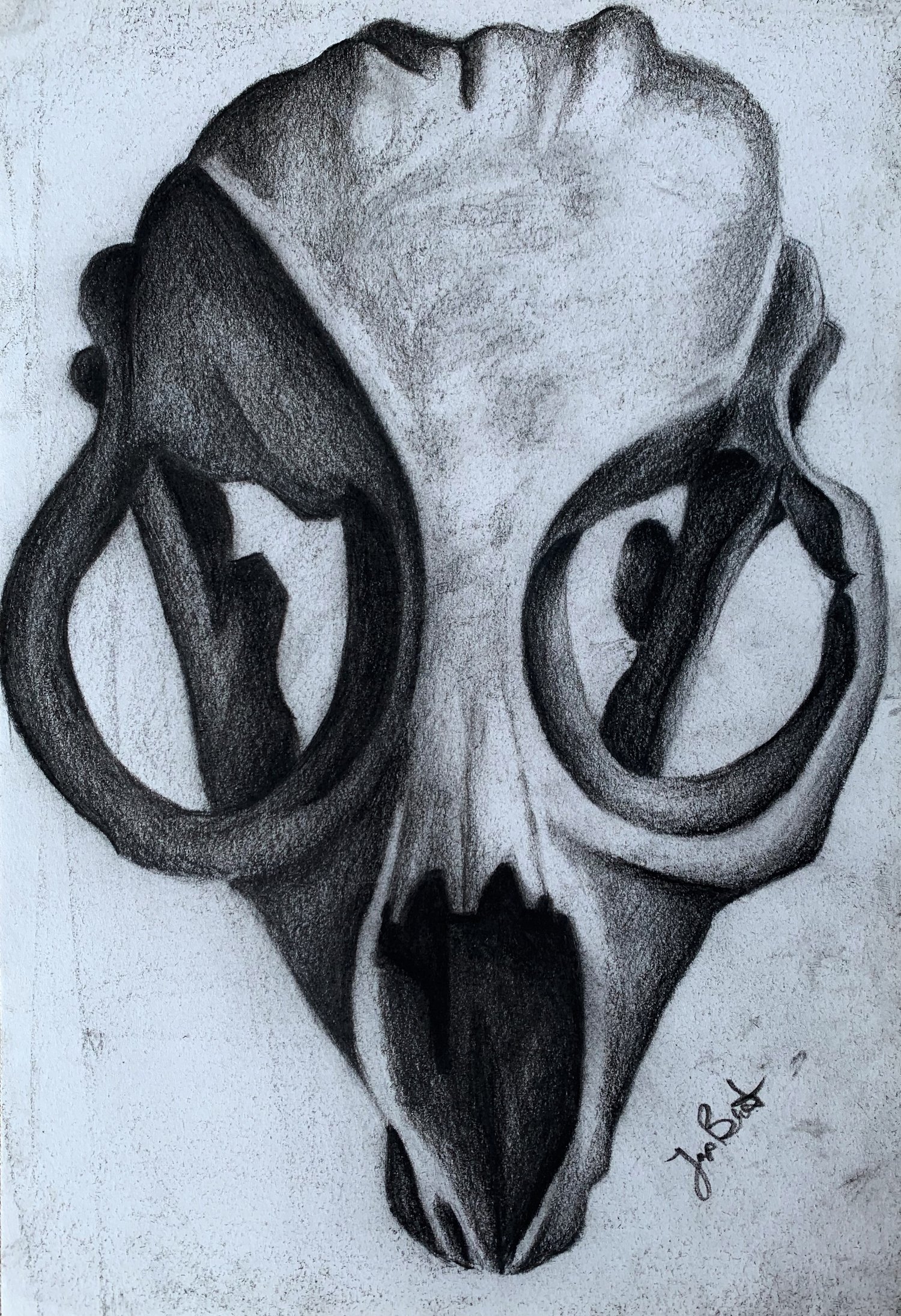 Seal Skull Print 