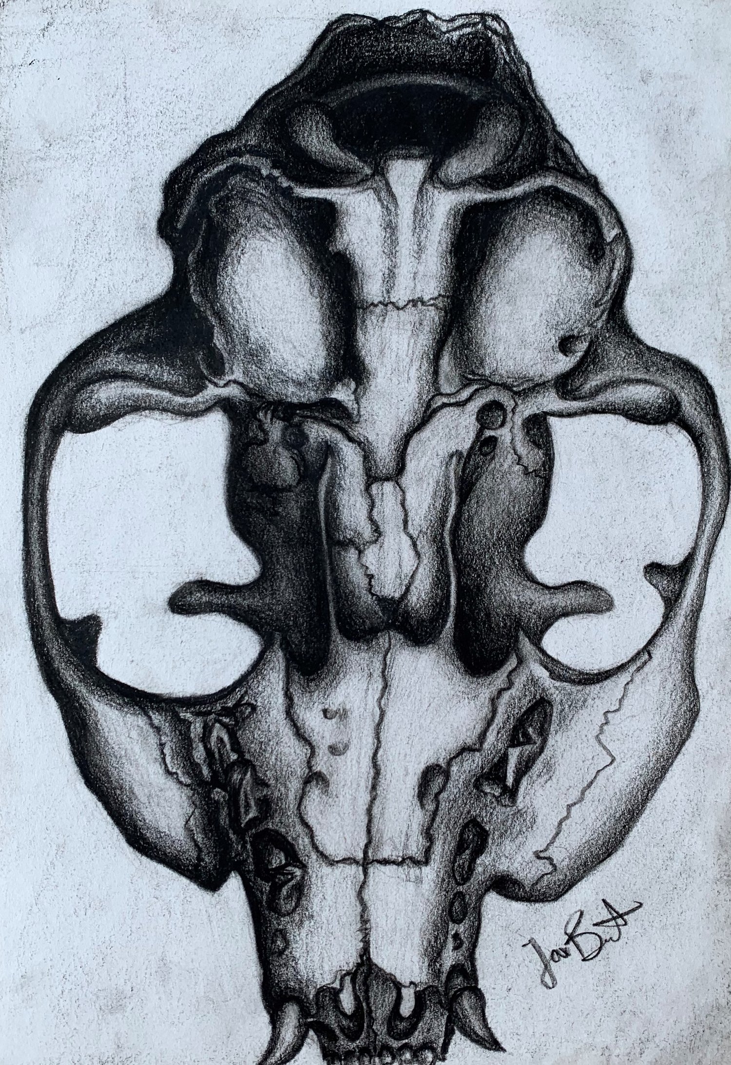 Cat Skull Original (Framed)