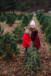 Christmas Tree Mini Session - Collection 2