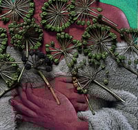 Image 4 of ARALIA