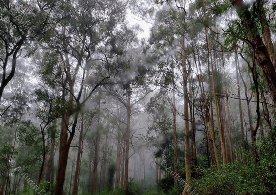 Image of N14 Misty Eucalyptus 