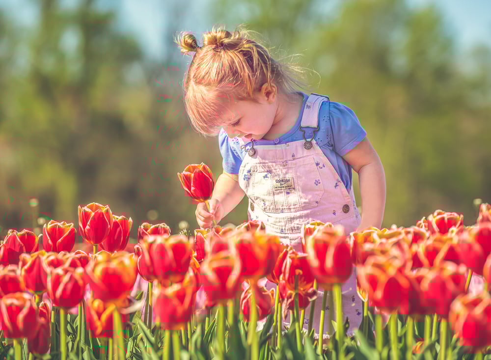 Fine Art Tulip Sessions at Holland Ridge Farms