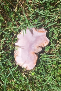 Image 1 of Pink Amethyst #5