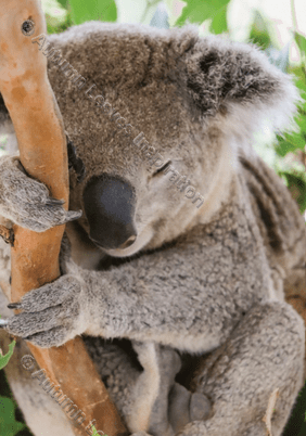 Image of A28 Koala - NEW!