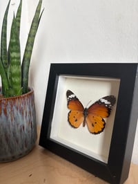 Image 2 of Framed Butterfly mini