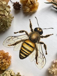 Image 2 of Honey bee fine art print
