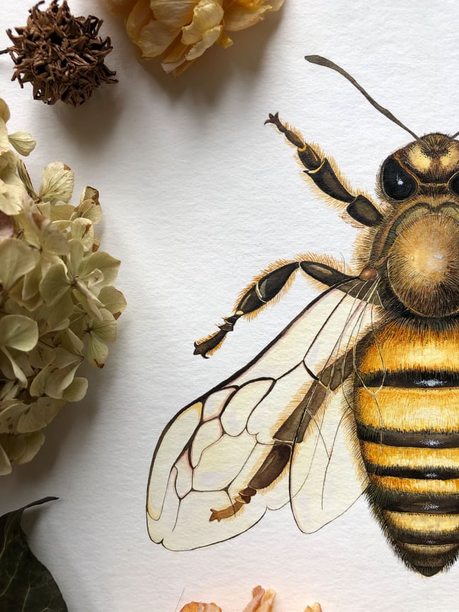 Honey bee fine art print
