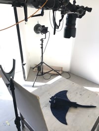 Image 4 of Handmade Velvet Toy Stingray (blue)