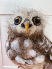 Image 2 of Oswald 