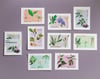 Postkarten Essbare Wildpflanzen