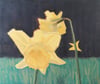 Daffodils - Framed Original
