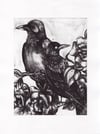 Ravens etching
