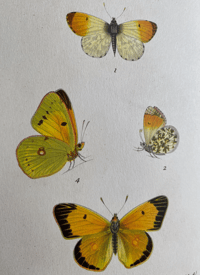 Image 2 of German butterfly book