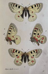 Image 3 of German butterfly book