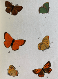 Image 4 of German butterfly book