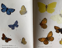 Image 5 of German butterfly book