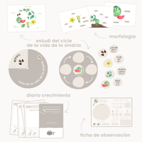 Image 2 of CICLE VIDA SÍNDRIA / CICLO VIDA SANDÍA