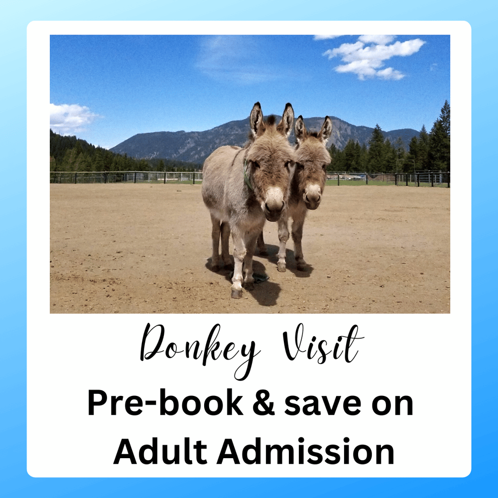 Image of Donkey Visit - Pre-Book and Save!