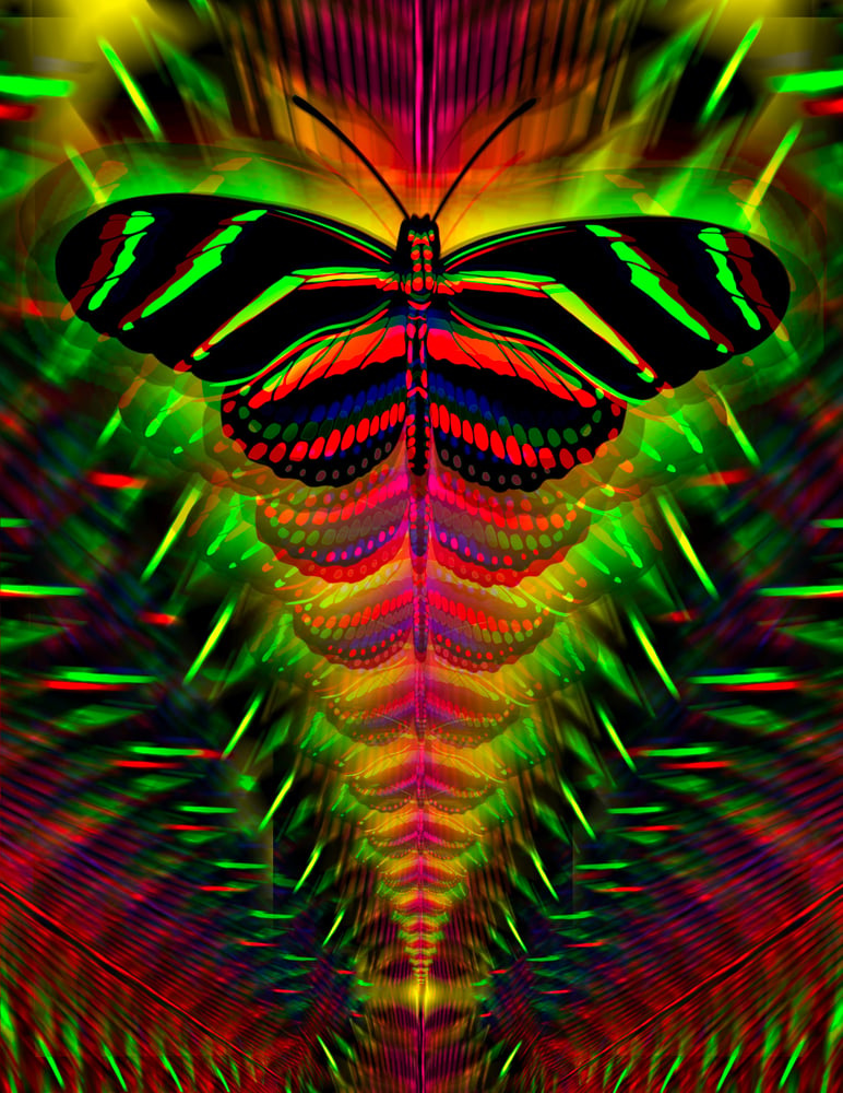 Image of Butterfly No.1