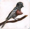 "Southern Black Tit (Melaniparus Niger)", 2017