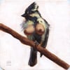 "Indian Tit (Machlolophus Aplonotus)", 2017
