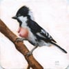 "White-Naped Tit (Machlolophus Nuchalis)", 2017