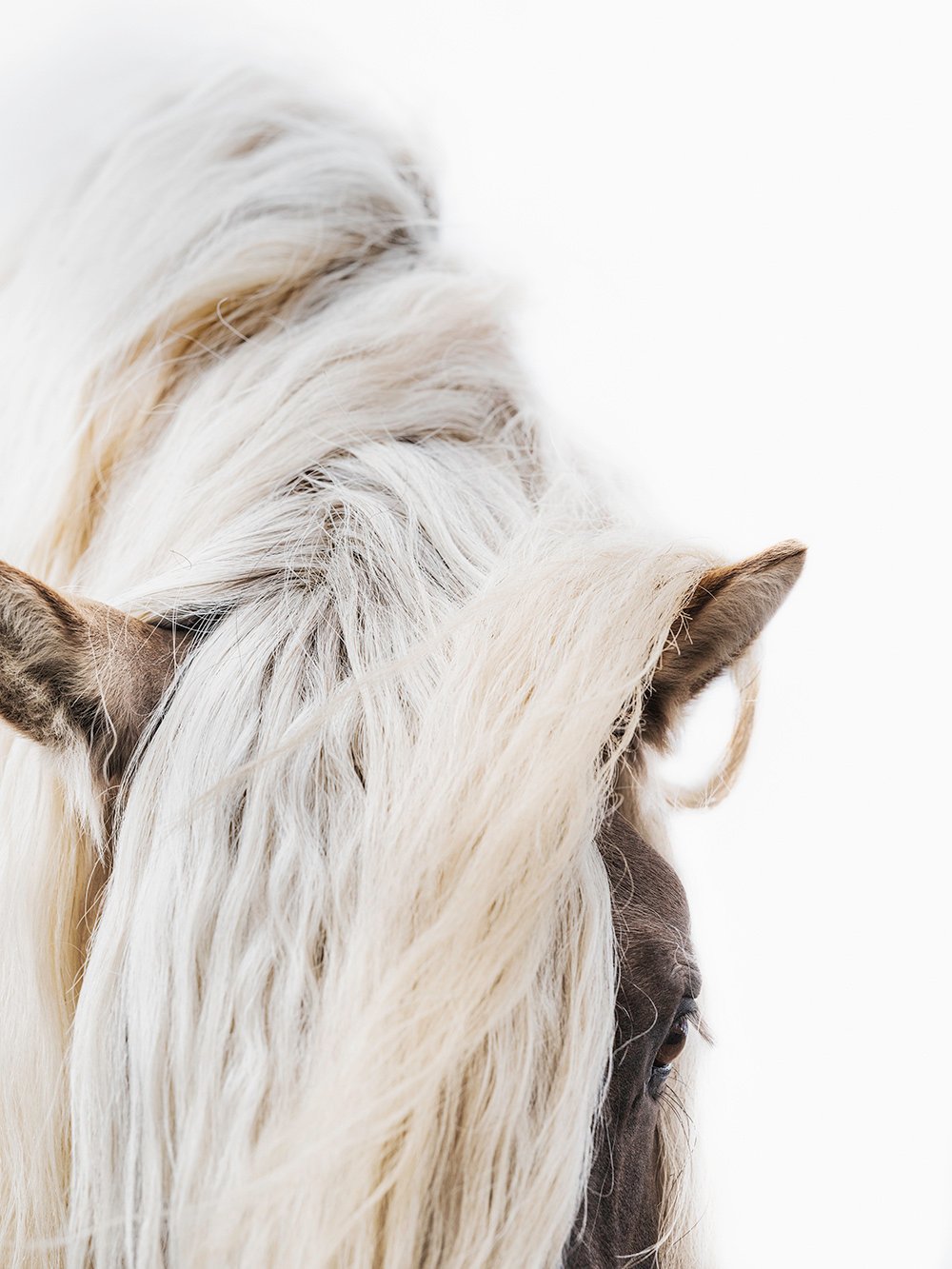 Image of The Highland Stallion