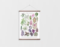 Image 3 of Pink Plants Poster