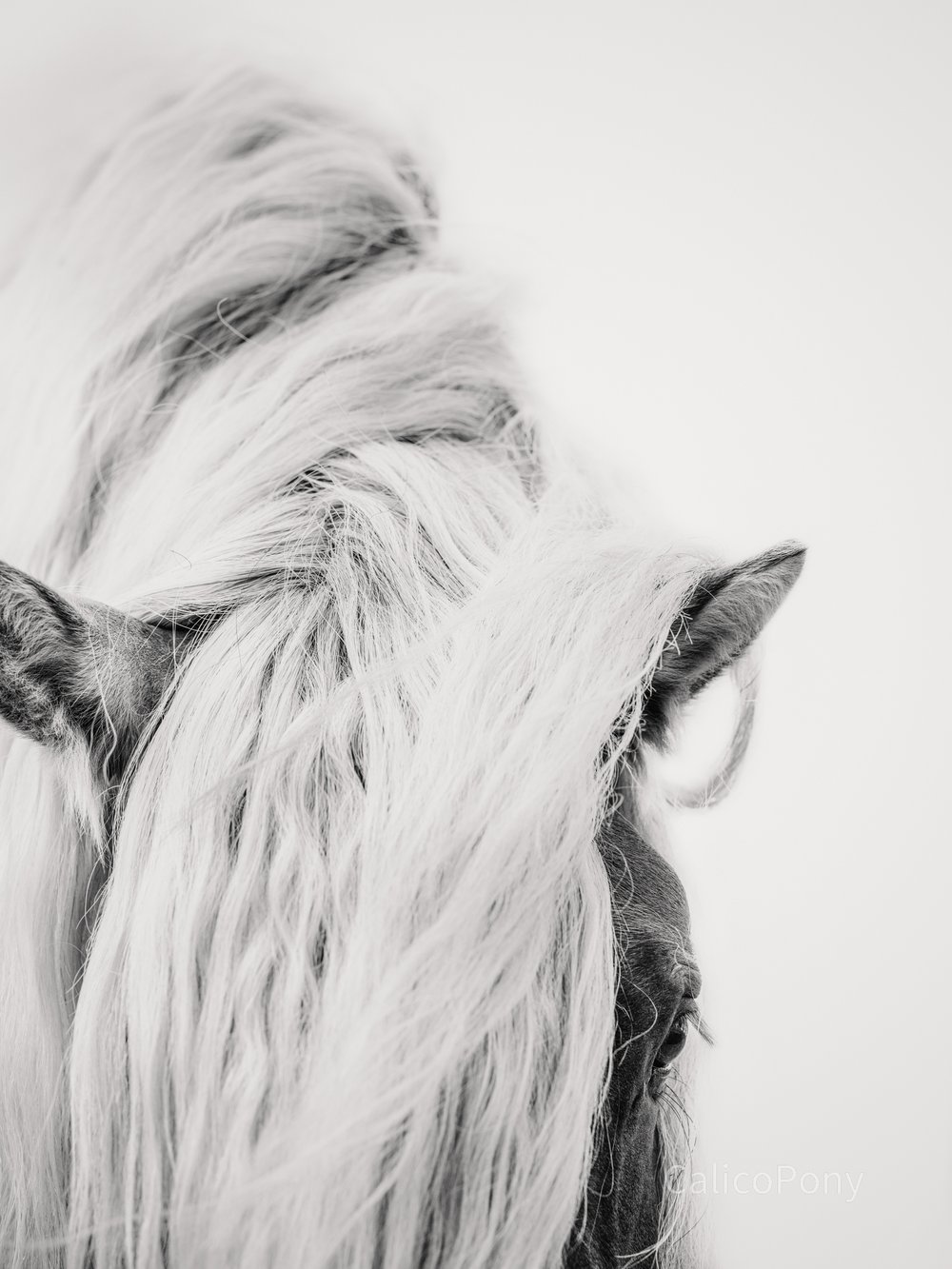 Image of The Highland Stallion B&W