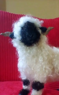 Image 2 of Large Valaisblacknose sheep ram